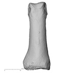 DV16-85 Homo sapiens hand phalanx second proximal right dorsal