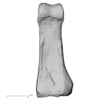 DV16-85 Homo sapiens hand phalanx second proximal right palmar