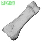 DV16-85 Homo sapiens hand phalanx second proximal right ply