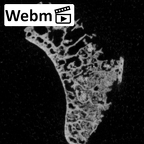 DV16-86 Homo sapiens hand phalanx second proximal left ct stack movie