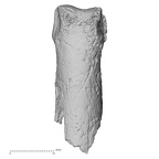 DV16-87 Homo sapiens hand phalanx second proximal left dorsal