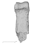 DV16-87 Homo sapiens hand phalanx second proximal left palmar