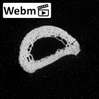DV16-87 Homo sapiens hand phalanx second proximal left ct stack movie