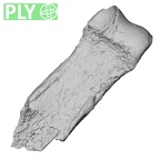 DV16-87 Homo sapiens hand phalanx second proximal left ply