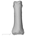 DV16-88 Homo sapiens hand phalanx third proximal right dorsal