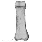 DV16-88 Homo sapiens hand phalanx third proximal right palmar