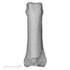 DV16-89 Homo sapiens hand phalanx third proximal left dorsal