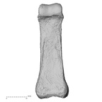 DV16-89 Homo sapiens hand phalanx third proximal left palmar