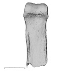 DV16-90 Homo sapiens hand phalanx fourth proximal right palmar