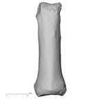 DV16-91 Homo sapiens hand phalanx fourth proximal left dorsal
