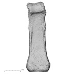DV16-91 Homo sapiens hand phalanx fourth proximal left palmar