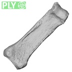DV16-91 Homo sapiens hand phalanx fourth proximal left ply