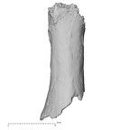 DV16-92 Homo sapiens hand phalanx fifth proximal right dorsal