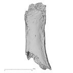 DV16-92 Homo sapiens hand phalanx fifth proximal right palmar