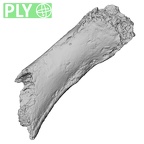 DV16-92 Homo sapiens hand phalanx fifth proximal right ply