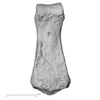 DV16-93 Homo sapiens hand phalanx fourth middle left palmar