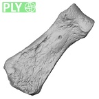 DV16-93 Homo sapiens hand phalanx fourth middle left ply