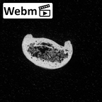 DV16-94 Homo sapiens hand phalanx fourth middle right ct stack movie