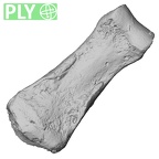 DV16-94 Homo sapiens hand phalanx fourth middle right ply