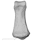 DV16-95 Homo sapiens hand phalanx fifth middle right palmar