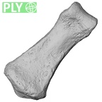DV16-95 Homo sapiens hand phalanx fifth middle right ply