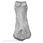 DV16-96 Homo sapiens hand phalanx third middle left palmar