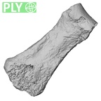 DV16-96 Homo sapiens hand phalanx third middle left ply