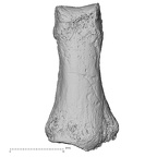 DV16-97 Homo sapiens hand phalanx second middle left dorsal