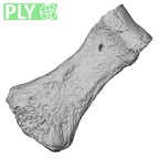 DV16-97 Homo sapiens hand phalanx second middle left ply