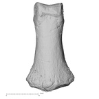 DV16-98 Homo sapiens hand phalanx second middle right dorsal