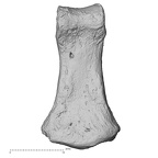 DV16-98 Homo sapiens hand phalanx second middle right palmar