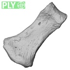DV16-98 Homo sapiens hand phalanx second middle right ply