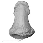 DV16-99 Homo sapiens hand phalanx first distal right dorsal