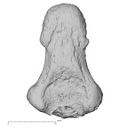 DV16-99 Homo sapiens hand phalanx first distal right palmar
