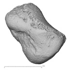 DV3-73 Homo sapiens triquetrum left dorsal