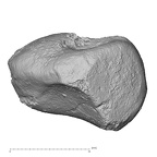 DV3-73 Homo sapiens triquetrum left lateral