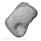 DV3-73 Homo sapiens triquetrum left palmar