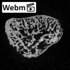 DV3-73 Homo sapiens triquetrum left ct stack movie