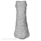 DV34 Homo sapiens hand phalanx third proximal right dorsal