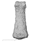 DV34 Homo sapiens hand phalanx third proximal right palmar