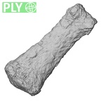 DV34 Homo sapiens hand phalanx third proximal right ply