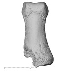 DV53 Homo sapiens hand phalanx fifth proximal left dorsal
