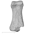 DV53 Homo sapiens hand phalanx fifth proximal left palmar