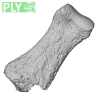 DV53 Homo sapiens hand phalanx fifth proximal left ply