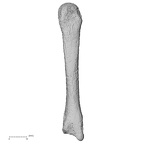 DV58 Homo sapiens metacarpal third left dorsal