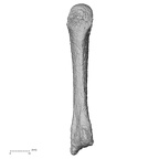 DV58 Homo sapiens metacarpal third left palmar