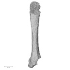 DV59 Homo sapiens metacarpal second left dorsal