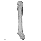 DV59 Homo sapiens metacarpal second left palmar