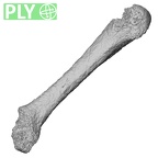 DV59 Homo sapiens metacarpal second left ply