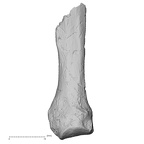 DV60 Homo sapiens metacarpal fifth right dorsal
